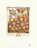 Twelve Months of Fruits, 1732, May