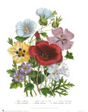 Buy Hibiscus at AllPosters.com