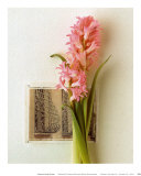 Buy Hyacinth, Euro-Floral at AllPosters.com