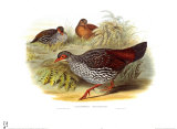 Buy Galloperdix Zeylonensis at AllPosters.com