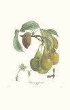 Buy Pears, Frangipane at AllPosters.com