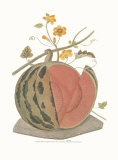 Melon