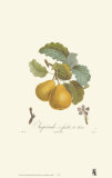 Buy Pears, Imperiale at AllPosters.com