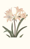 Buy Amaryllis at AllPosters.com