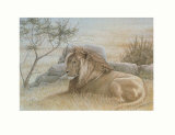 Golden Lion