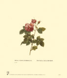 Buy Roses at AllPosters.com