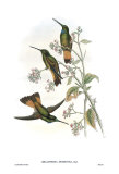 Helianthea Dichroura, Hummingbirds