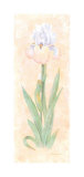 Iris Soliloquy II
