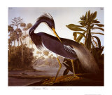 Louisiana Heron
