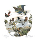 Asian Birds