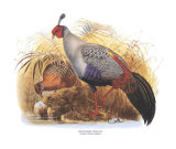 Siamese Crested Fireback