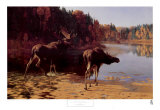 Buy Monarchs of the Wilderness at AllPosters.com