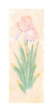 Buy Iris Soliloquy I at AllPosters.com