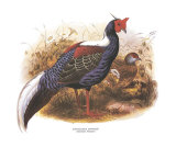 Swinhoe's Pheasant