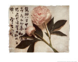 Oriental Peony