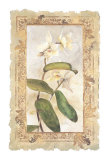 Orchid