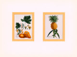 Buy Botanical Fruit at AllPosters.com