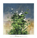 Buy Rosas Blancas at AllPosters.com