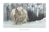 Dozing Lynx