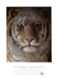 Tiger Portrait
