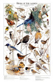 Buy Birds of the Garden Winter II at AllPosters.com