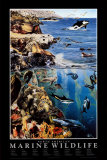 North American Marine Wildlife