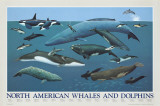 Buy North American Whales and Dolphins at AllPosters.com