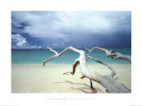 Driftwood, Antigua
