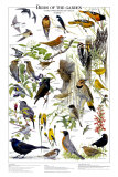 Birds of the Garden Summer