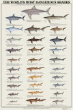 Buy World's Most Dangerous Sharks at AllPosters.com