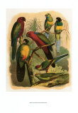 Tropical Birds II