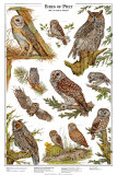 Owls A - Birds of Prey