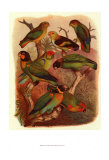 Tropical Birds IV