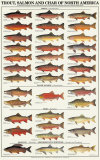 Buy Trout, Salmon & Char of North America I at AllPosters.com