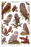 Owls B - Birds of Prey