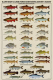 Buy Eastern Gamefish Identification Chart at AllPosters.com