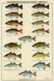 Freshwater Bass of North America