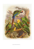 Tropical Birds I
