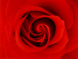La Rose