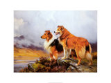 Collies in a Highland Landscape