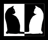 Schwarze und weiße Katze Kunstdruck