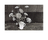 Queen Anne's Lace