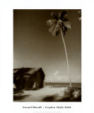 Buy Ceylon, Palm Tree at AllPosters.com