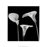 Lilies