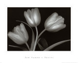 Buy Tulips at AllPosters.com