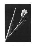 Buy Tulip at AllPosters.com