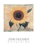 Buy Sunflower at AllPosters.com