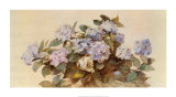 Hydrangeas