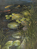 Koi Pond