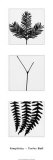 Photograms